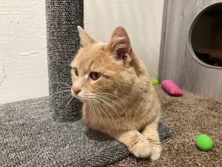 Hazel, a ADOPTABLE American Shorthair in Lead, SD image 2/5