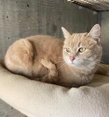 Hazel, a ADOPTABLE American Shorthair in Lead, SD image 3/5