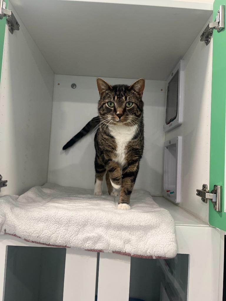 Enlarge River, a Adoptable mixed breed in Lunenburg, VT image 1/1