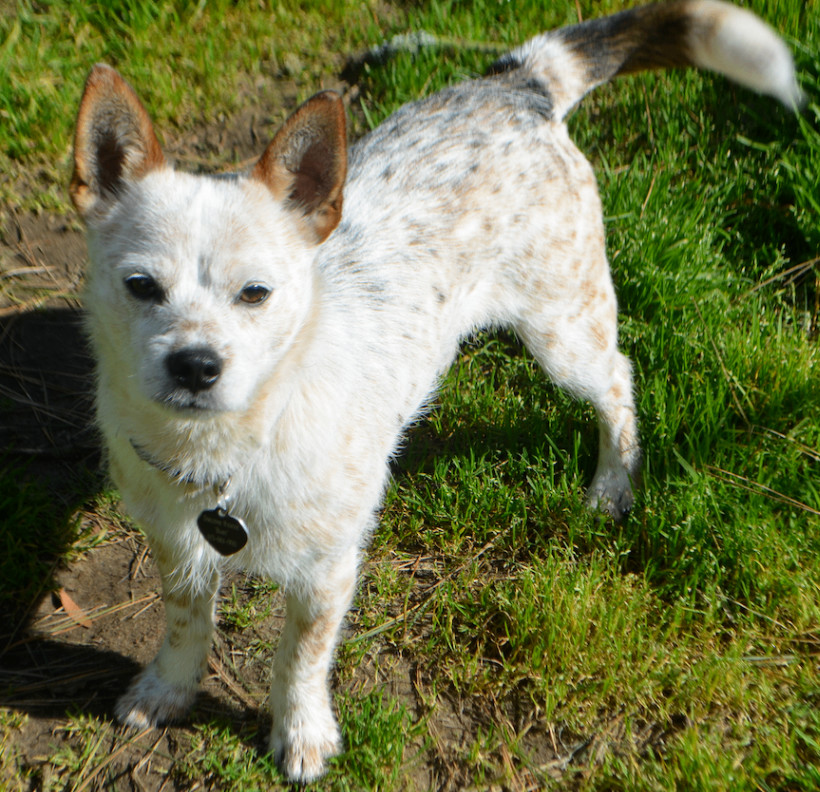 Nicky, a Adopted mixed breed in San Francisco, CA image 1/6