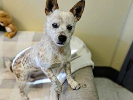 Nicky, a Adopted mixed breed in San Francisco, CA image 2/6