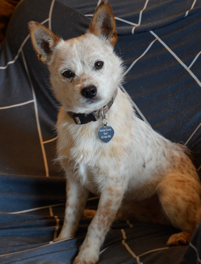 Nicky, a Adopted mixed breed in San Francisco, CA image 3/6