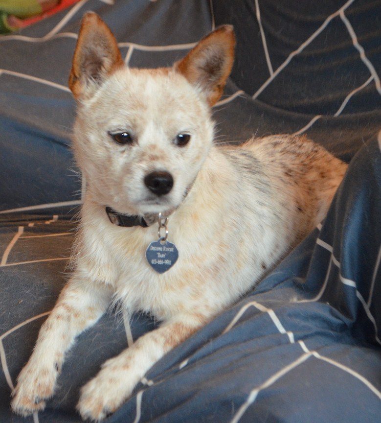 Nicky, a Adopted mixed breed in San Francisco, CA image 4/6