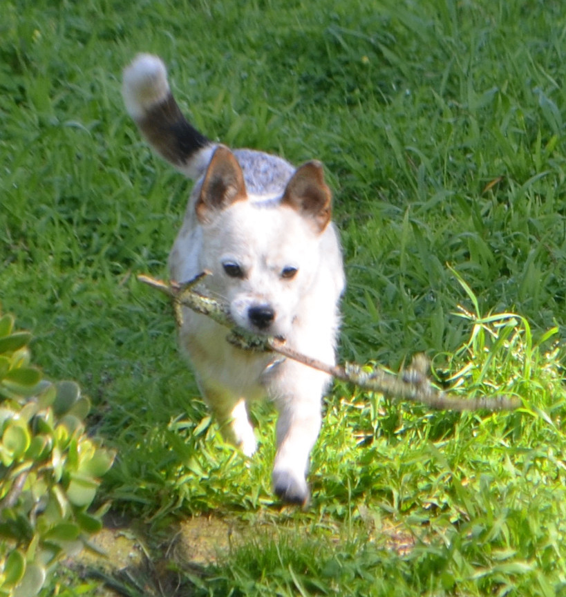 Nicky, a Adopted mixed breed in San Francisco, CA image 5/6