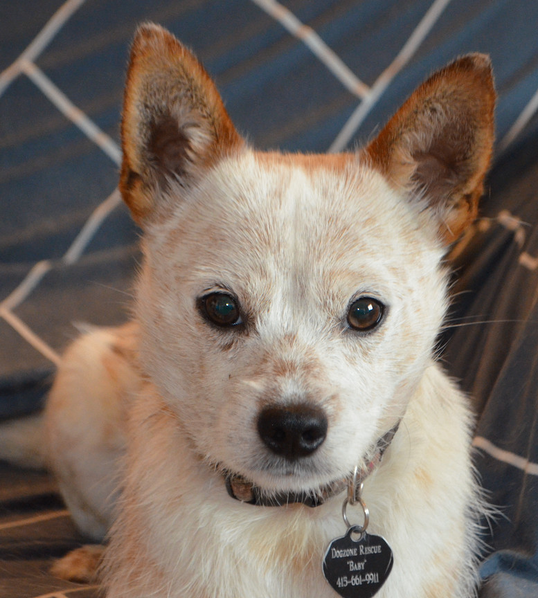 Nicky, a Adopted mixed breed in San Francisco, CA image 6/6
