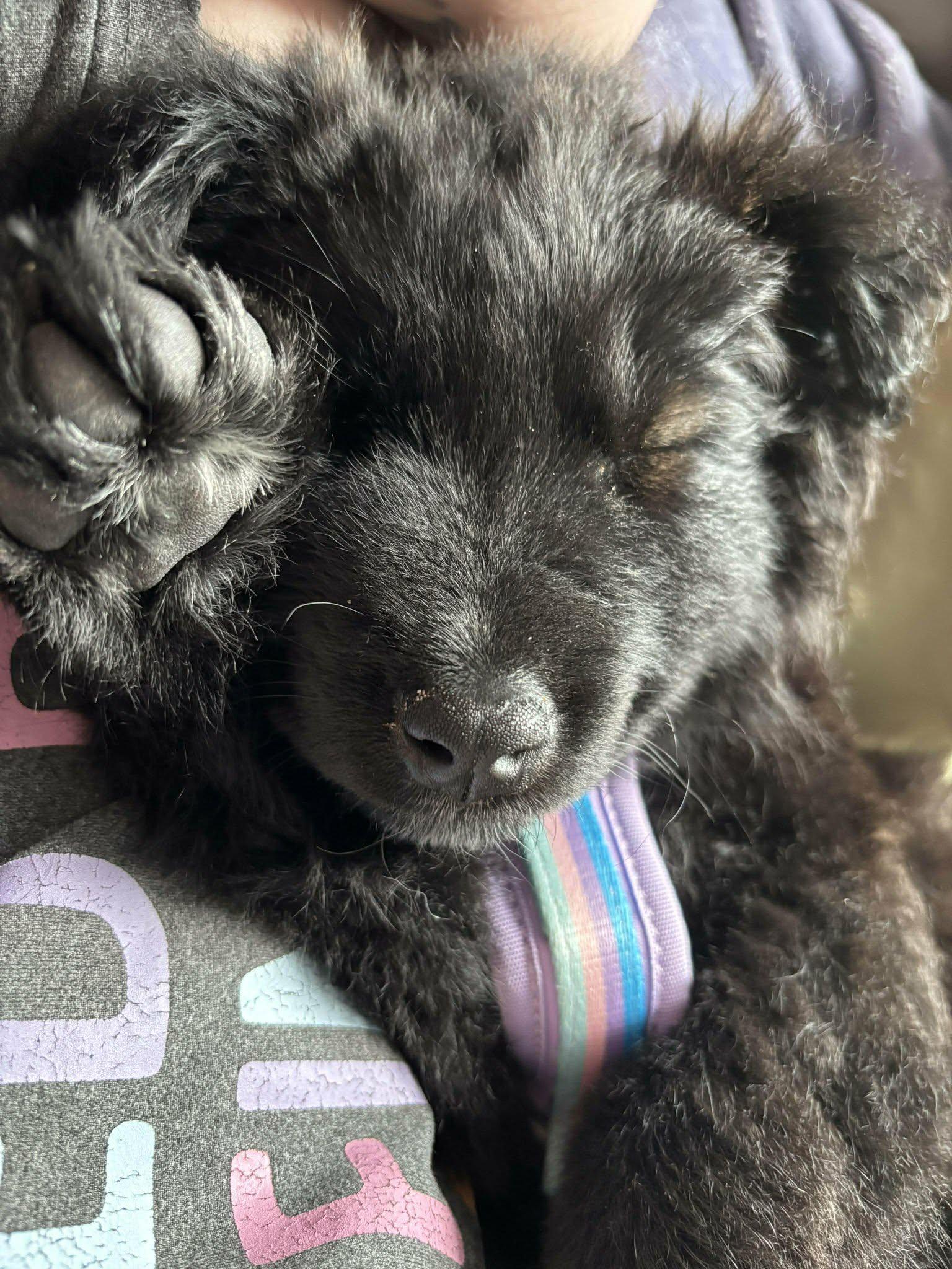 Daisy, an adopted mixed breed in Blaine, WA image 3/4