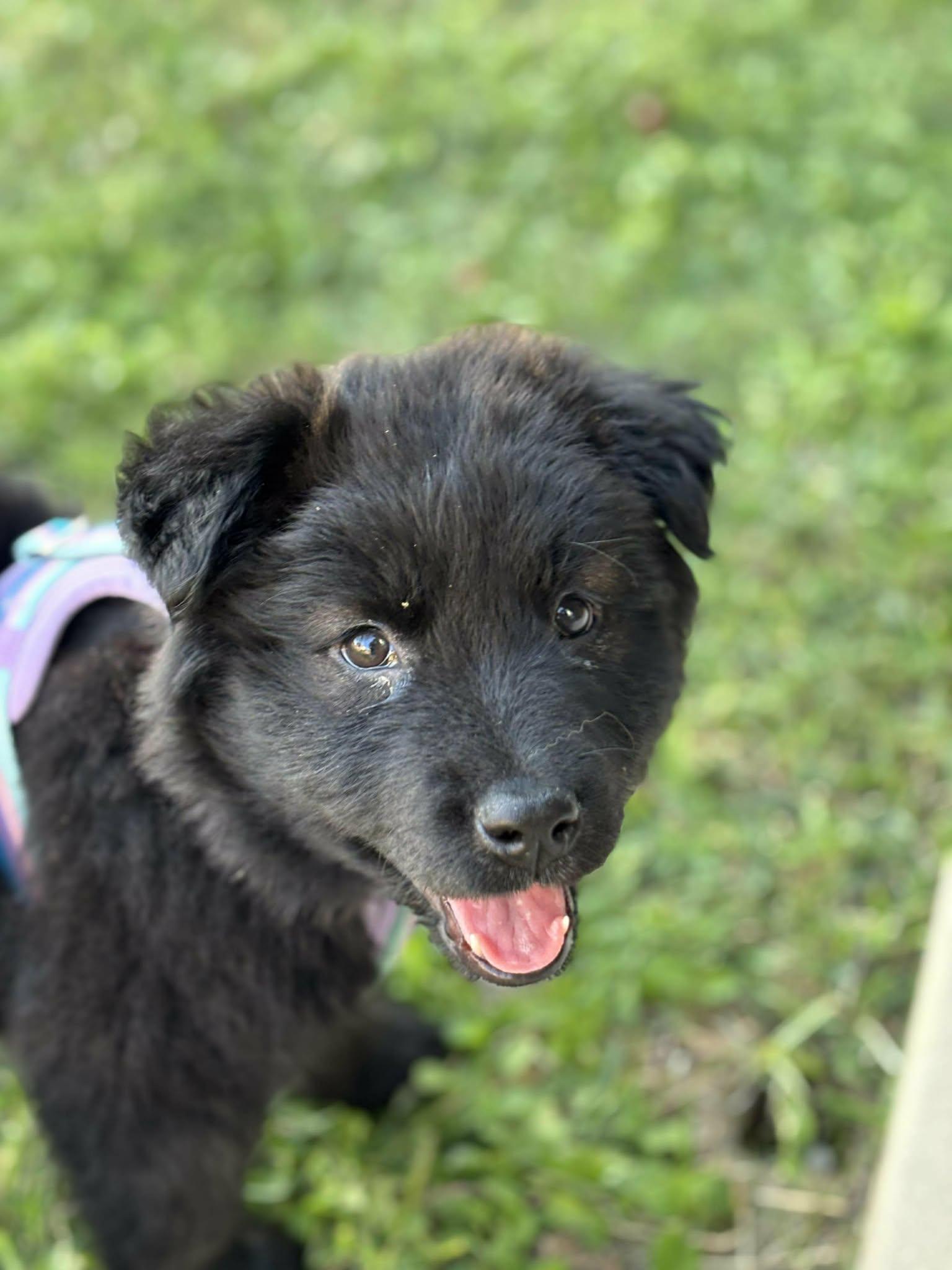 Daisy, an adopted mixed breed in Blaine, WA image 2/4