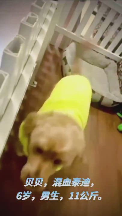 Enlarge Beibei, a Adopted mixed breed in Toronto, ON video 1/6