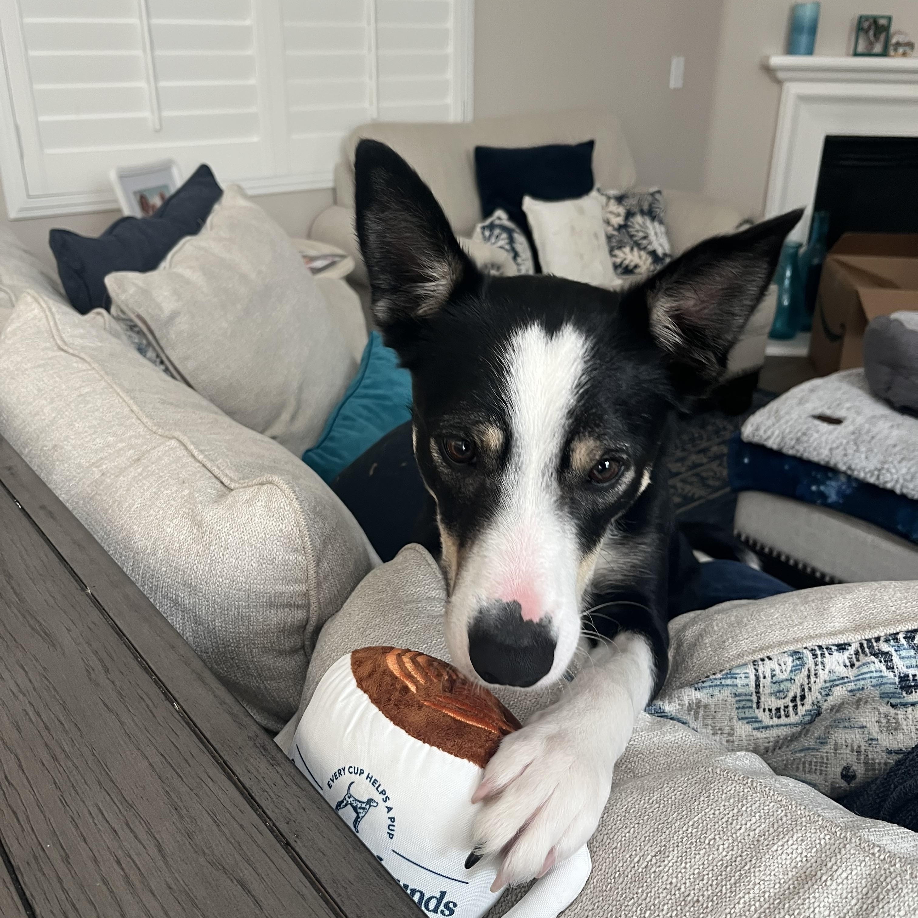 Tommy, Adopted, Adult Male Border Collie.