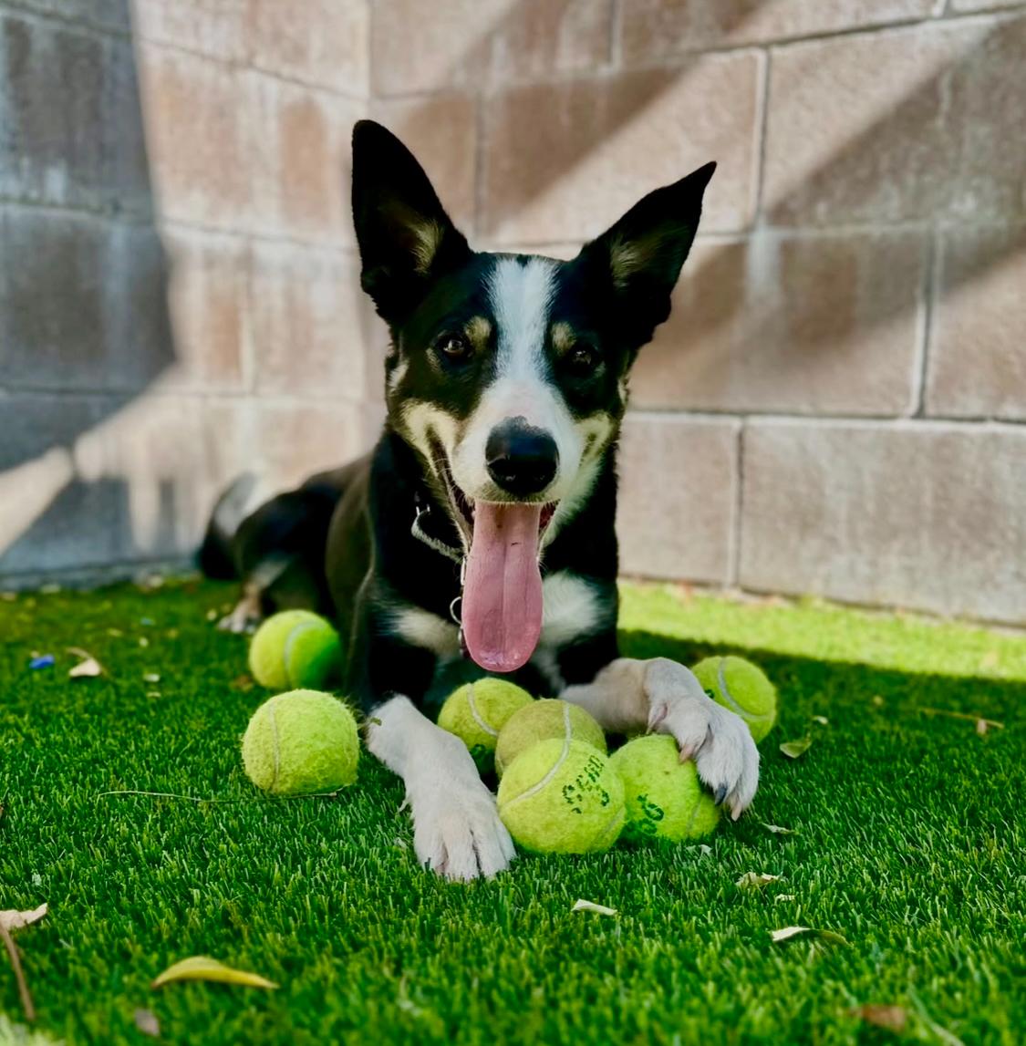 Enlarge Tommy, a Adopted mixed breed in Sherman Oaks, CA image 2/5