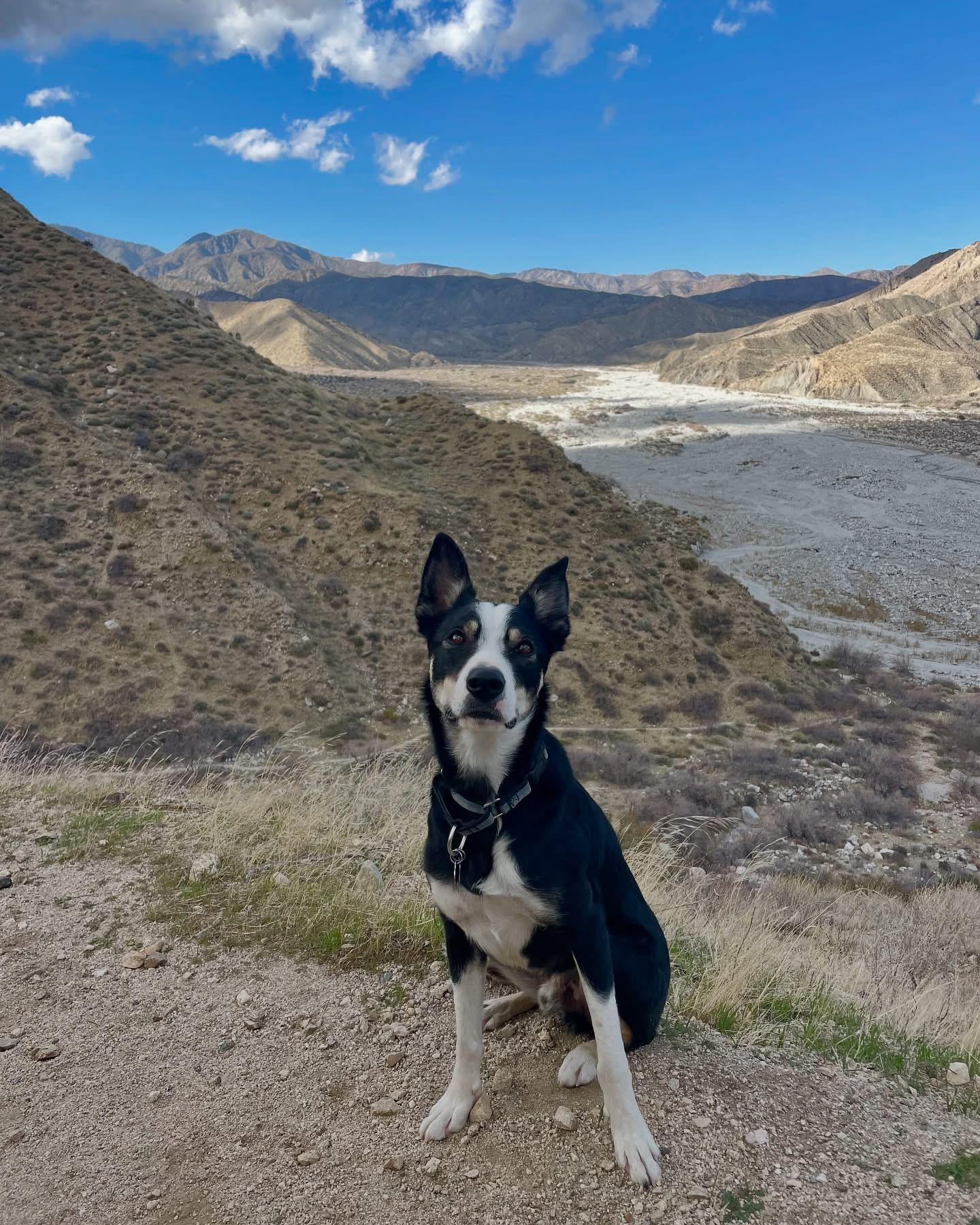 Enlarge Tommy, a Adopted mixed breed in Sherman Oaks, CA image 3/5