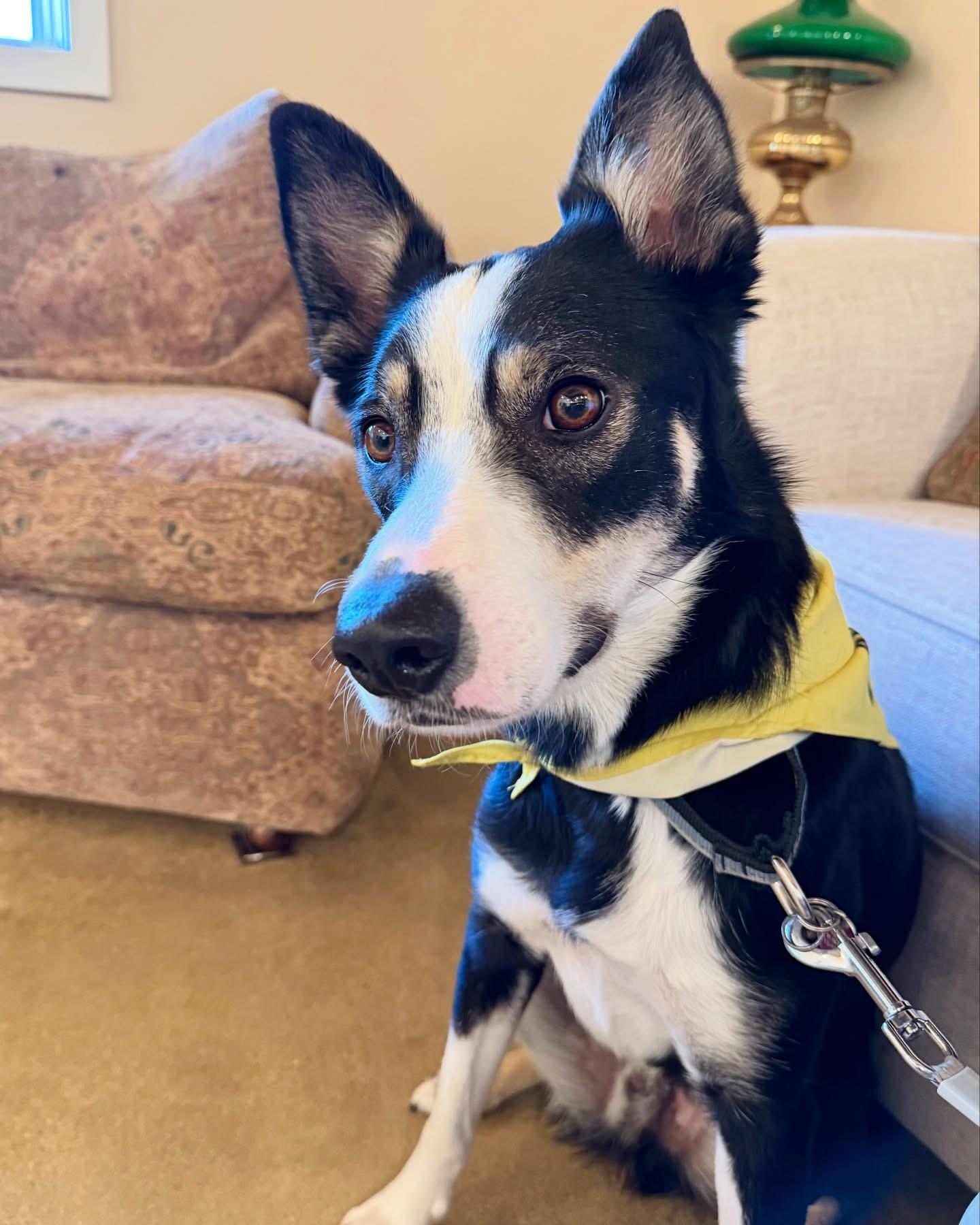 Enlarge Tommy, a Adopted mixed breed in Sherman Oaks, CA image 4/5