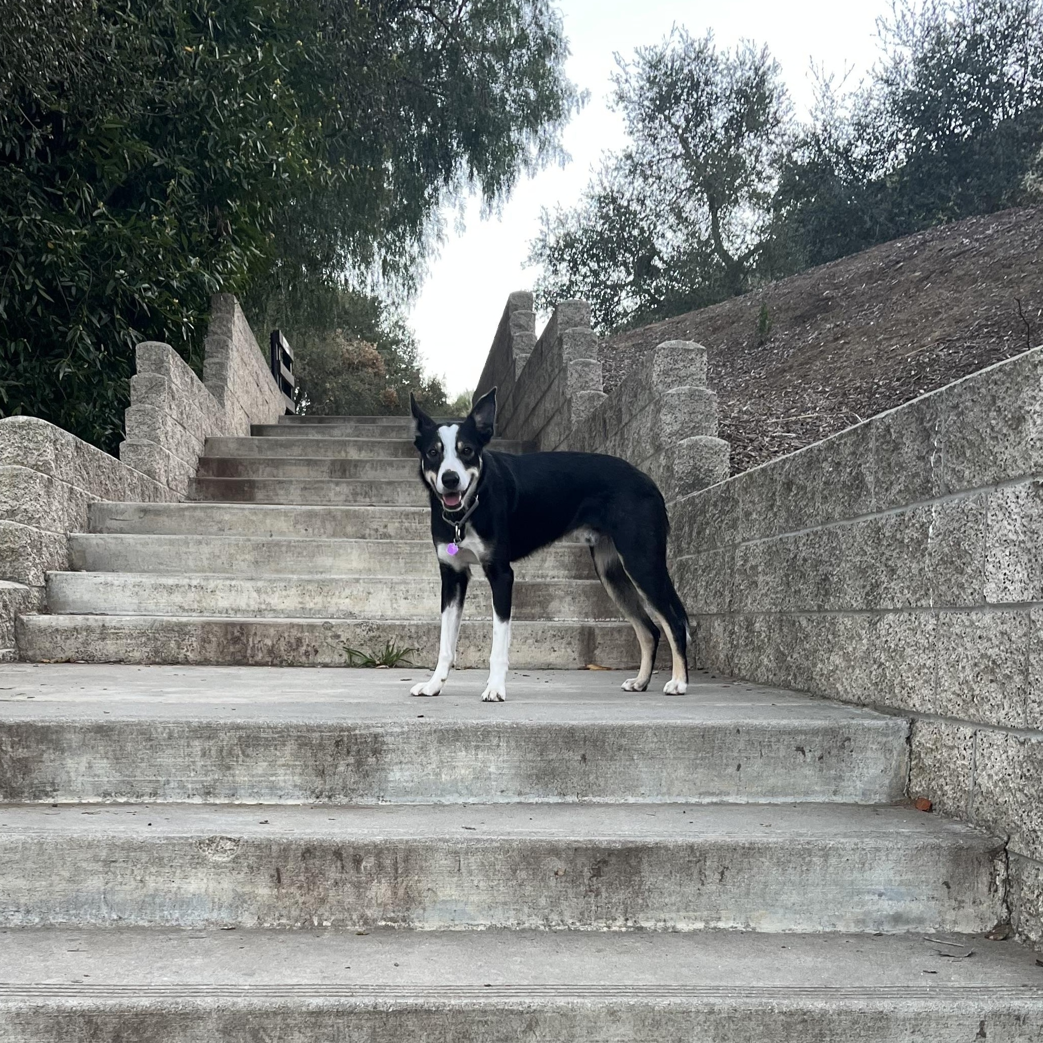 Enlarge Tommy, a Adopted mixed breed in Sherman Oaks, CA image 5/5