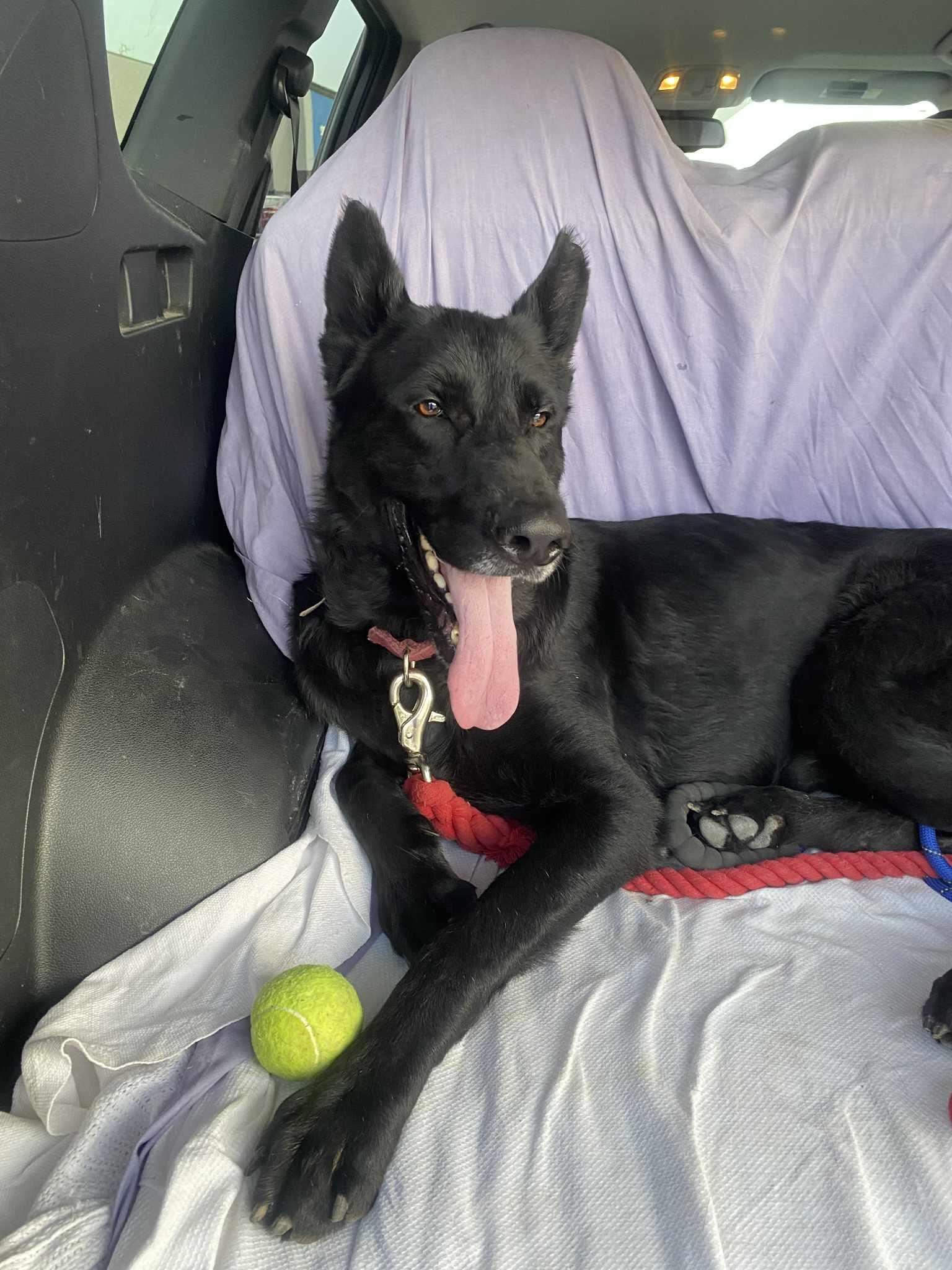 Chief, Adult Male German Shepherd Dog