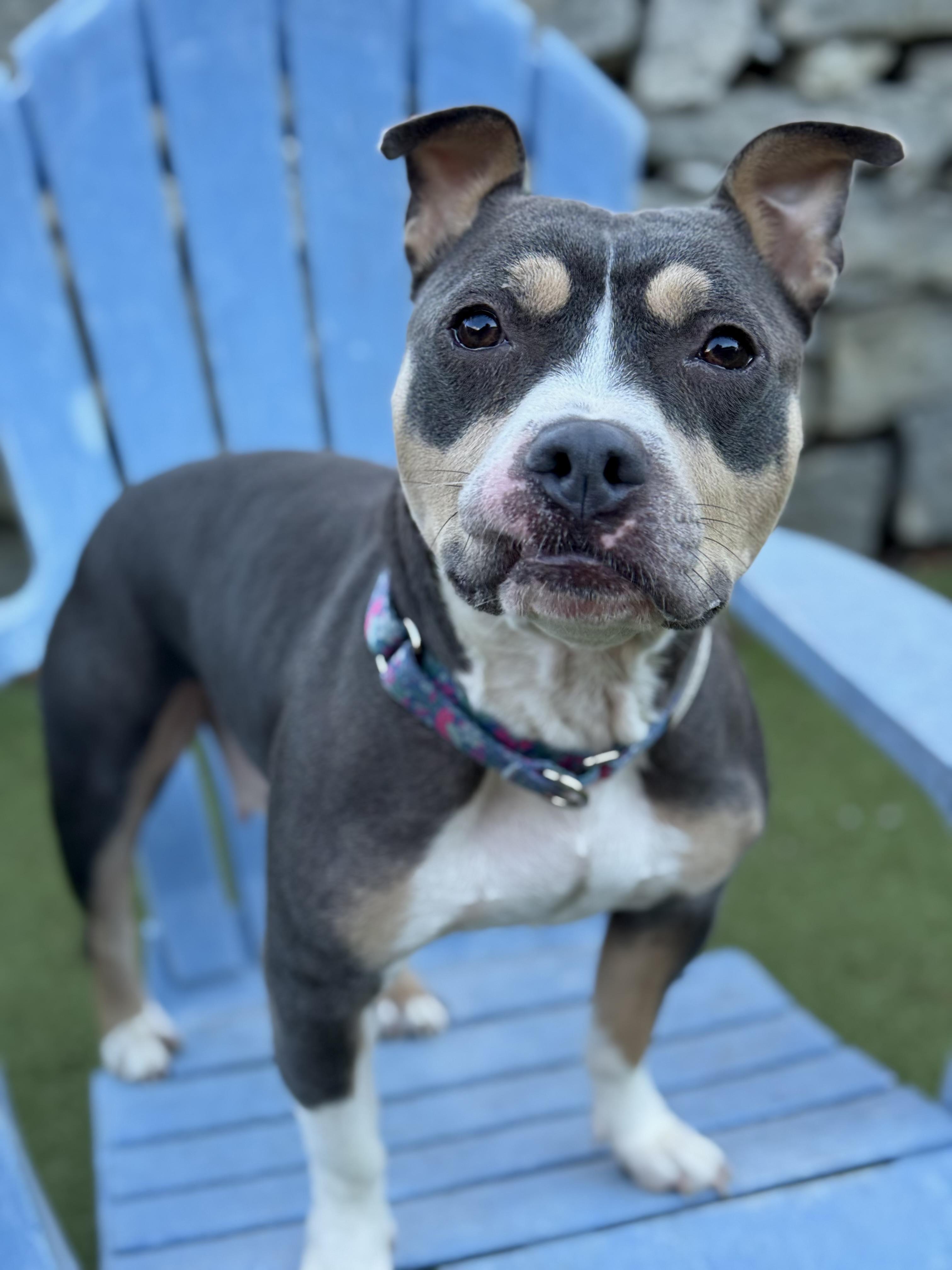 Gemma, a Adoptable mixed breed in Nutting Lake, MA image 1/5