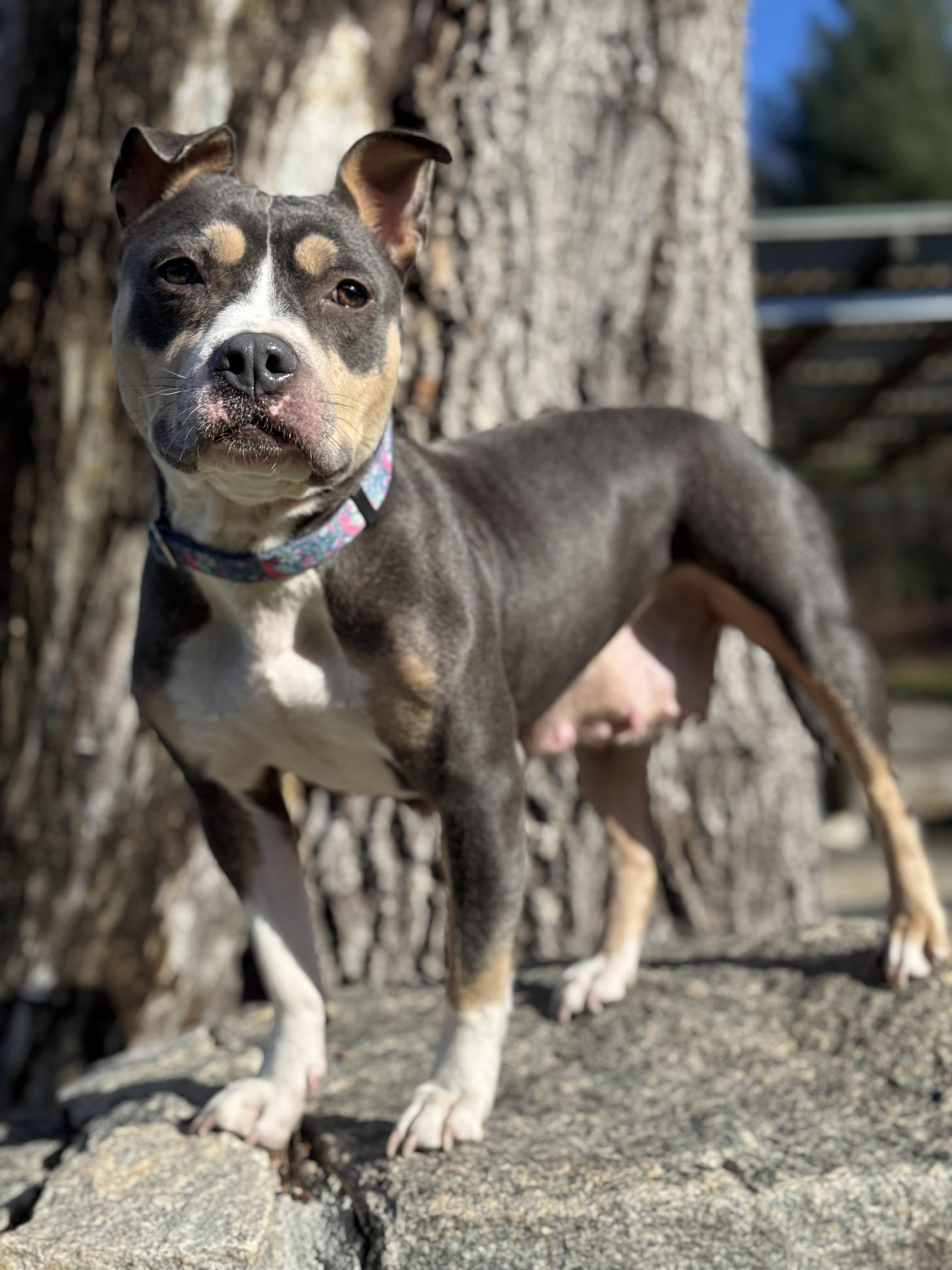 Gemma, a Adoptable mixed breed in Nutting Lake, MA image 2/5