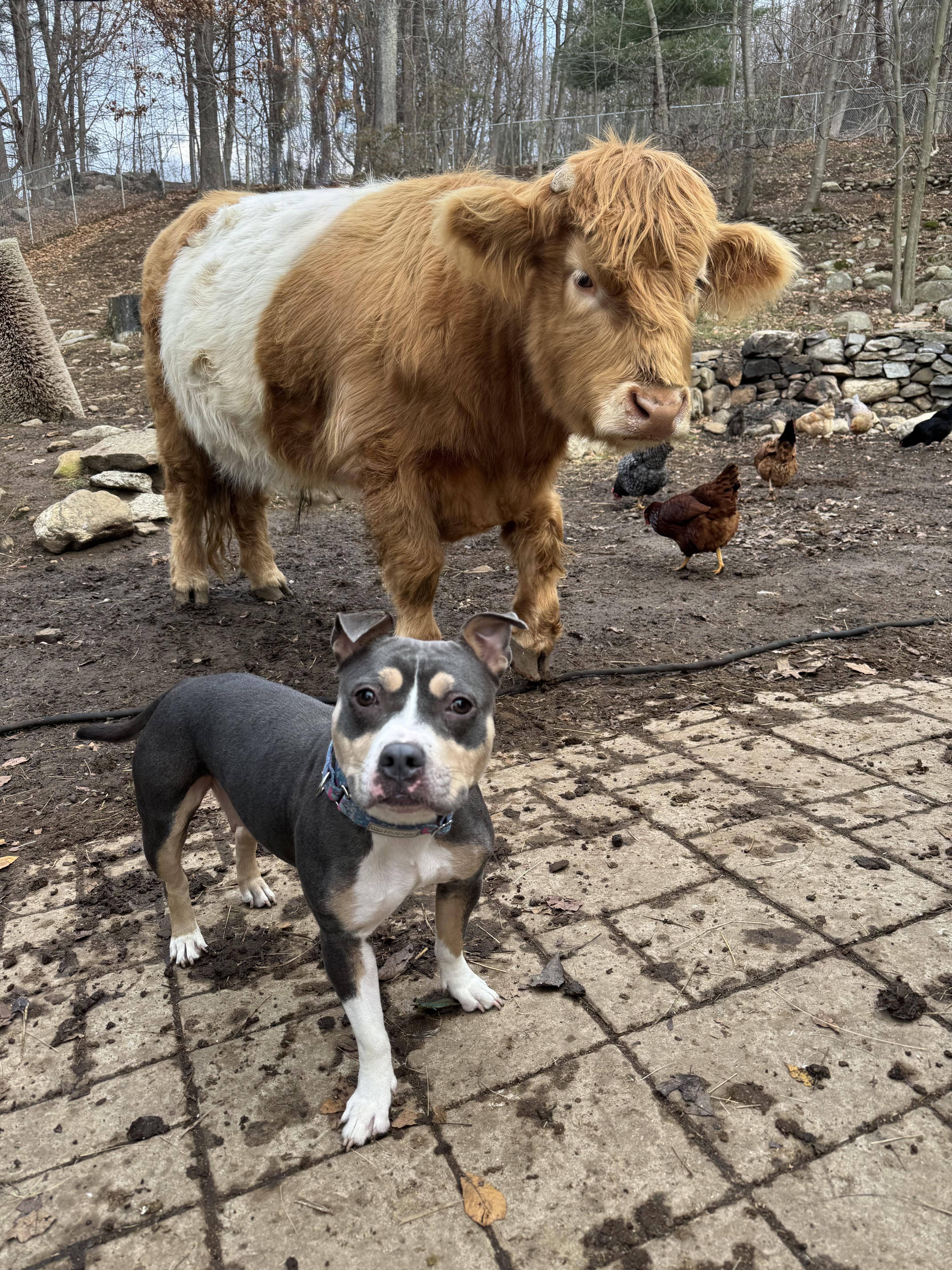 Gemma, a Adoptable mixed breed in Nutting Lake, MA image 3/5