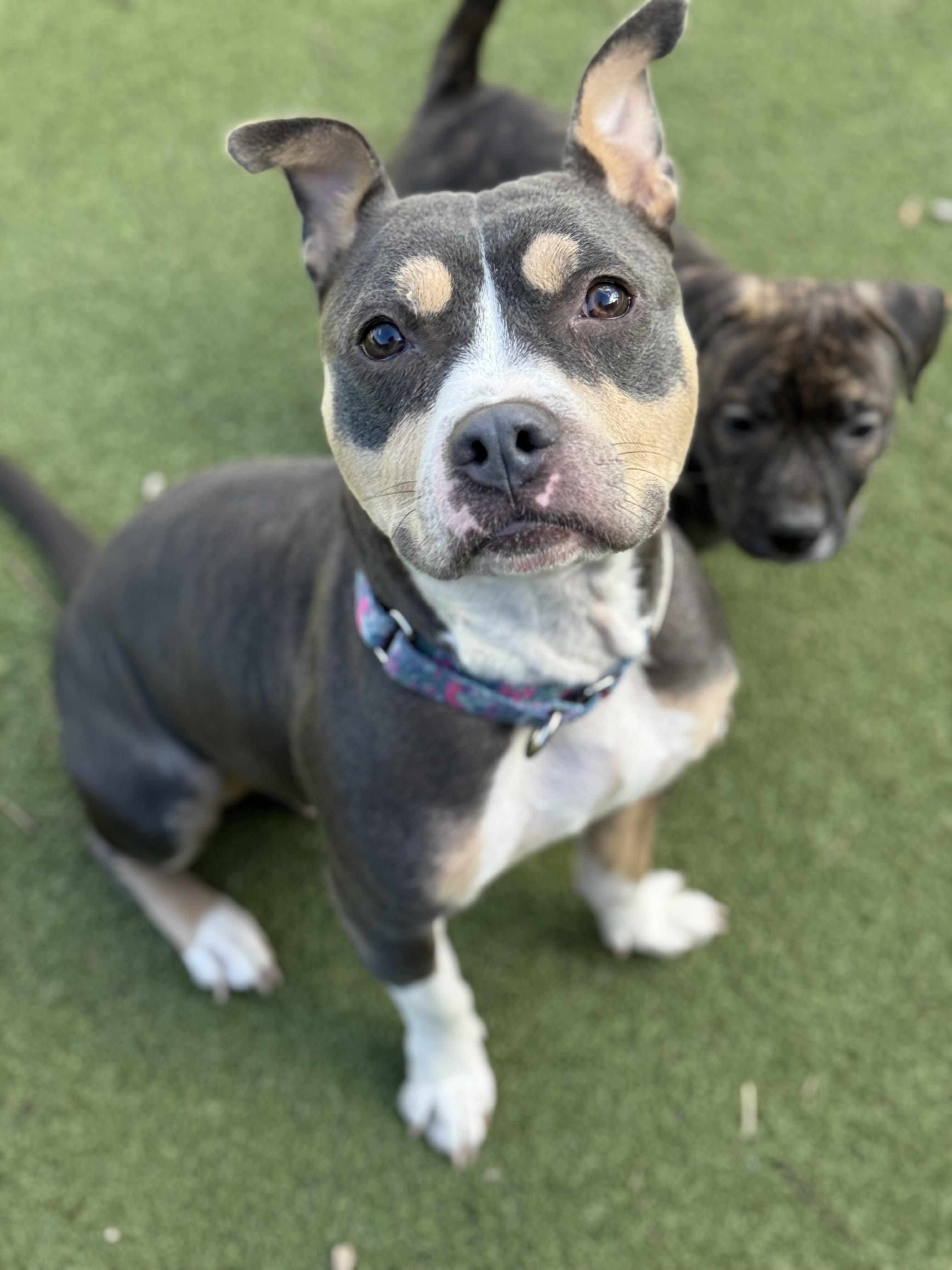 Gemma, a Adoptable mixed breed in Nutting Lake, MA image 4/5