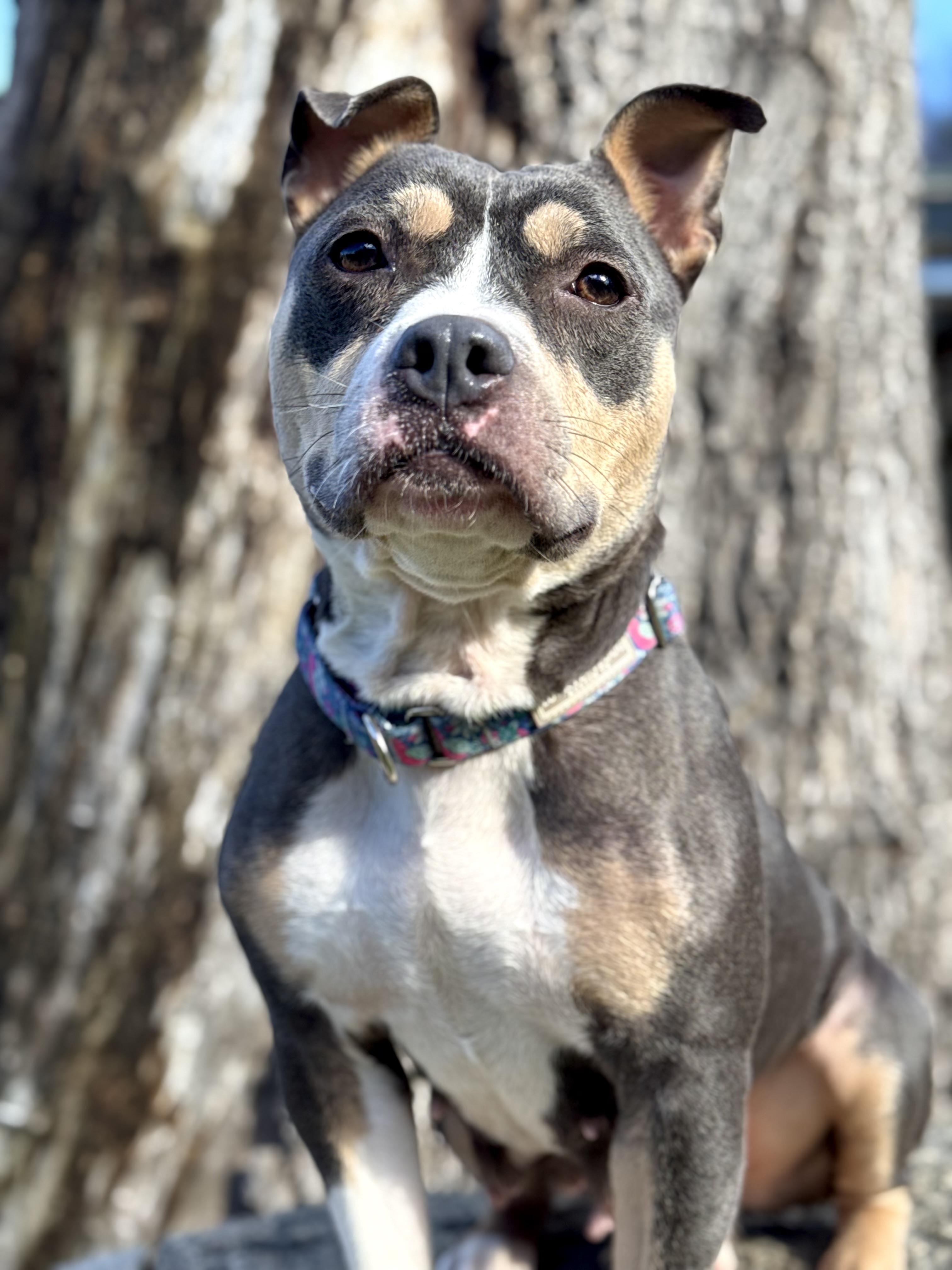 Gemma, a Adoptable mixed breed in Nutting Lake, MA image 5/5