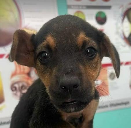 Charlotte, Young Female Mixed Breed