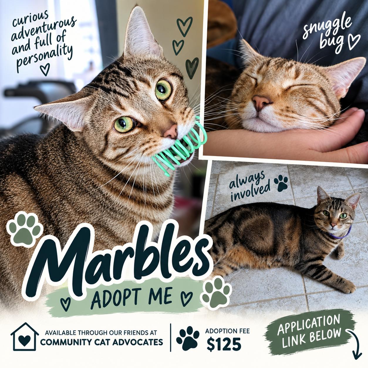 MARBLES, Adoptable, Adult Male Domestic Short Hair & LaPerm.