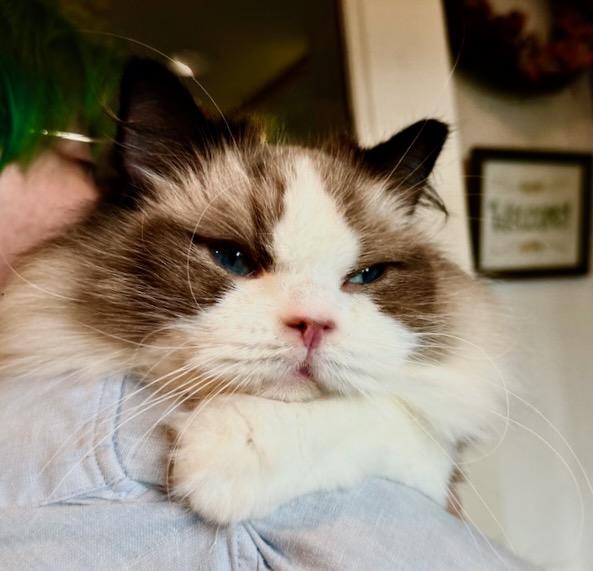 Georgie, Adoptable, Young Male Ragdoll.