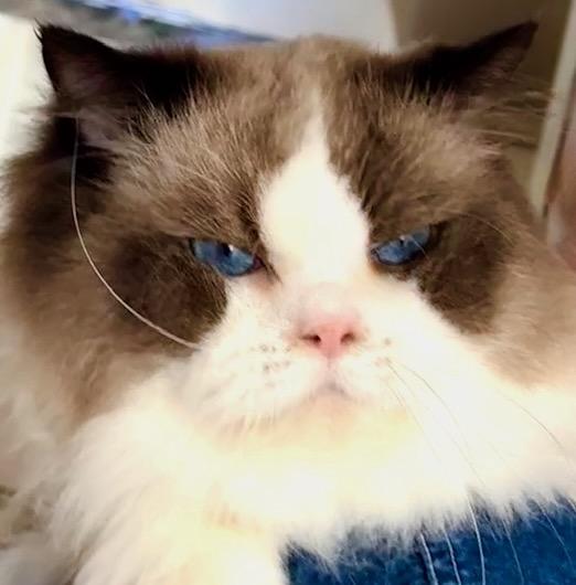 Enlarge Georgie, a Adoptable Ragdoll in Davis, CA image 2/3