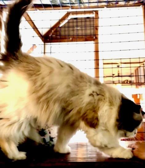 Enlarge Georgie, a Adoptable Ragdoll in Davis, CA image 3/3