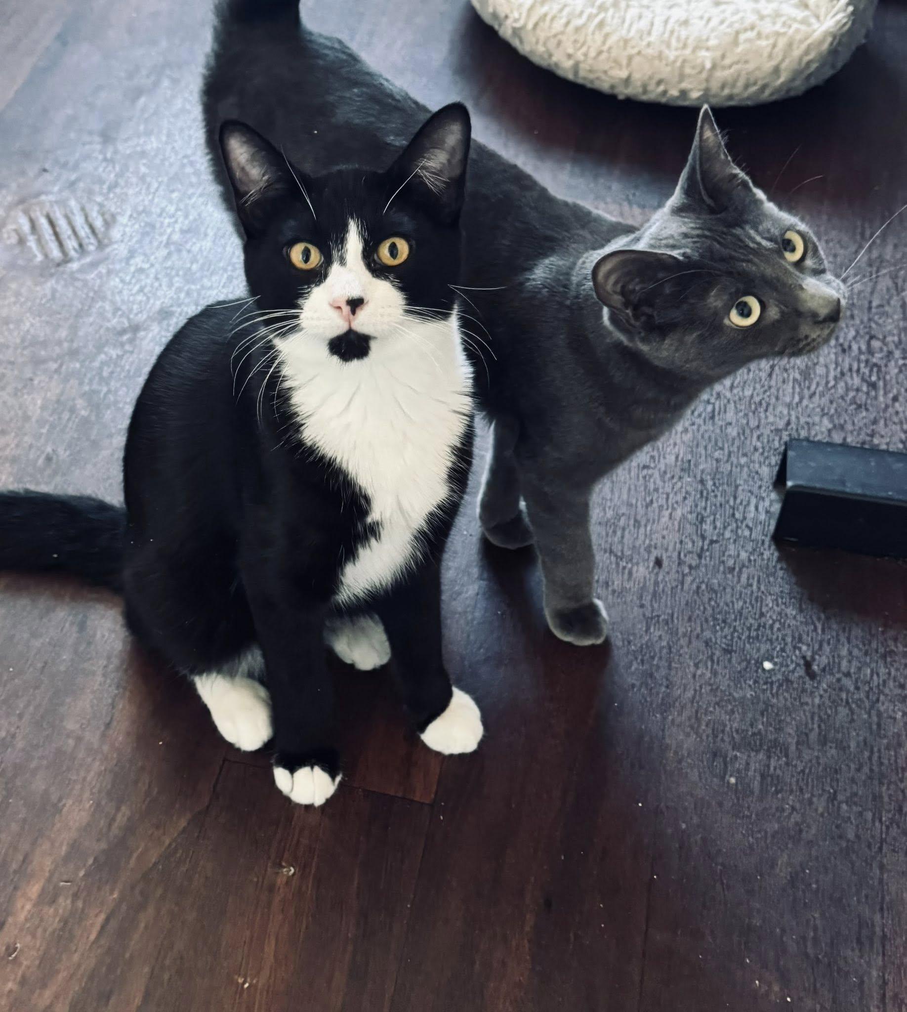 KRINGLE, an adoptable Tuxedo in Prineville, OR, 97754 | Photo Image 1
