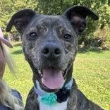 Leonardo, an adoptable Plott Hound Mix in Indianapolis, IN_image-1