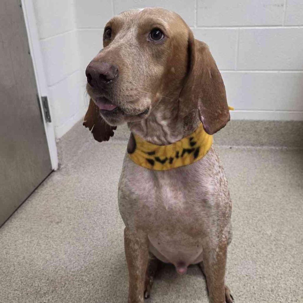 Valentino, Adoptable, Adult Male Coonhound.