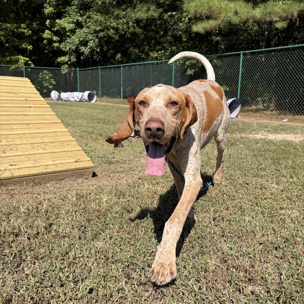 Enlarge Valentino, a Adoptable Coonhound in Gloucester, VA image 2/2