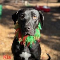 Kia, an adopted mixed breed in St. Augustine, FL image 1/3