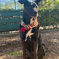 Kia, an adopted mixed breed in St. Augustine, FL image 2/3