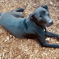 Kia, an adopted mixed breed in St. Augustine, FL image 3/3