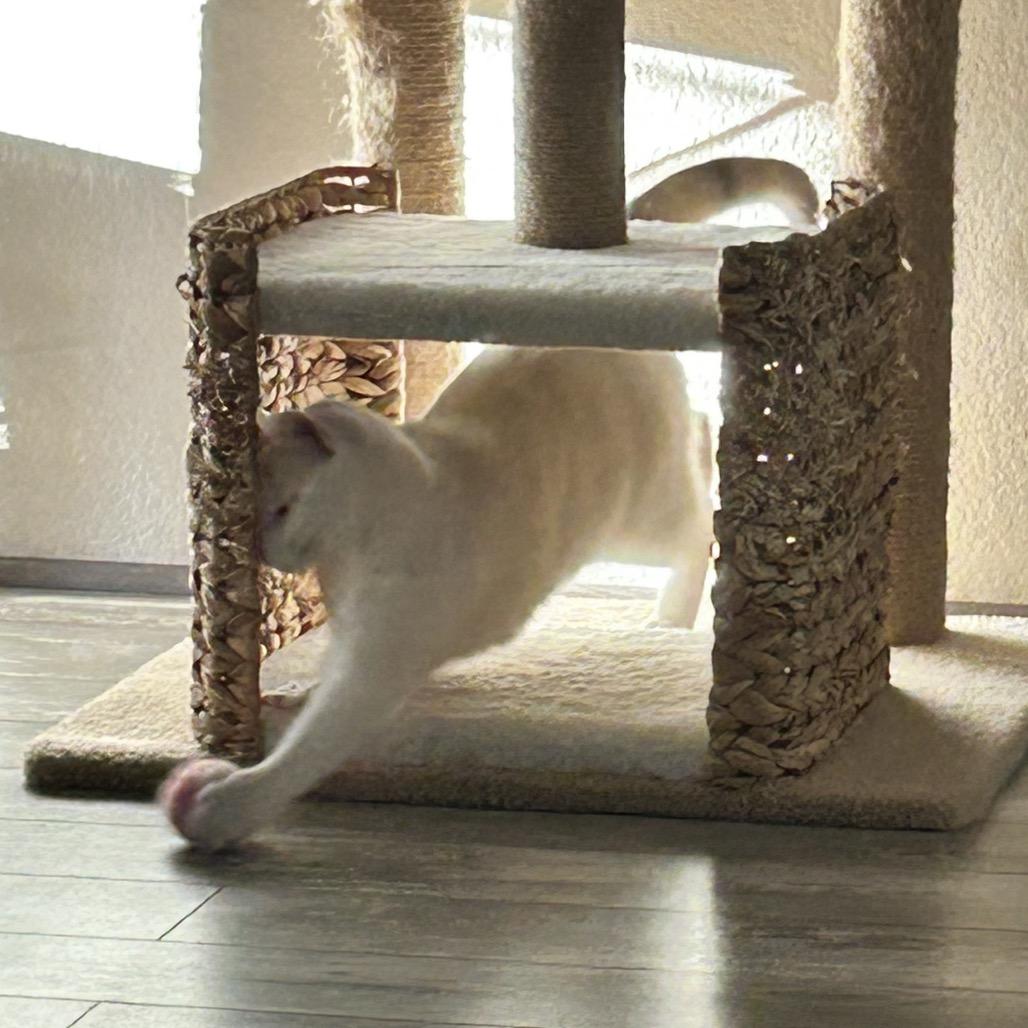 Fanny, Adoptable, Adult Female Domestic Short Hair.