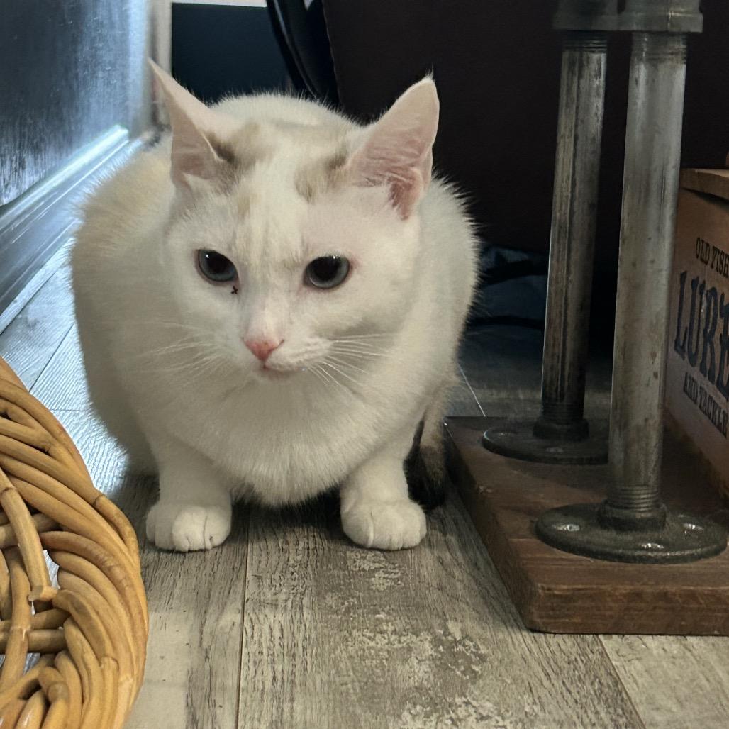 Fanny, a Adoptable Domestic Short Hair in Talent, OR image 2/6