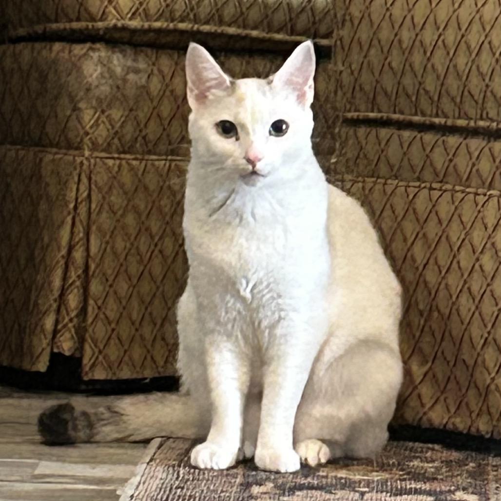 Fanny, a Adoptable Domestic Short Hair in Talent, OR image 4/6