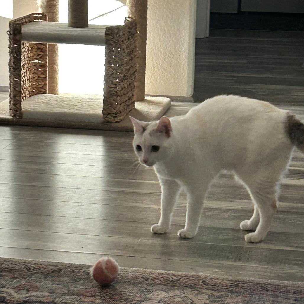 Enlarge Fanny, a Adoptable Domestic Short Hair in Talent, OR image 4/6