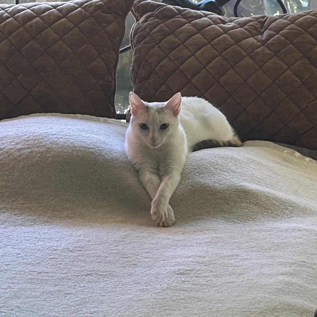 Fanny, a Adoptable Domestic Short Hair in Talent, OR image 5/6