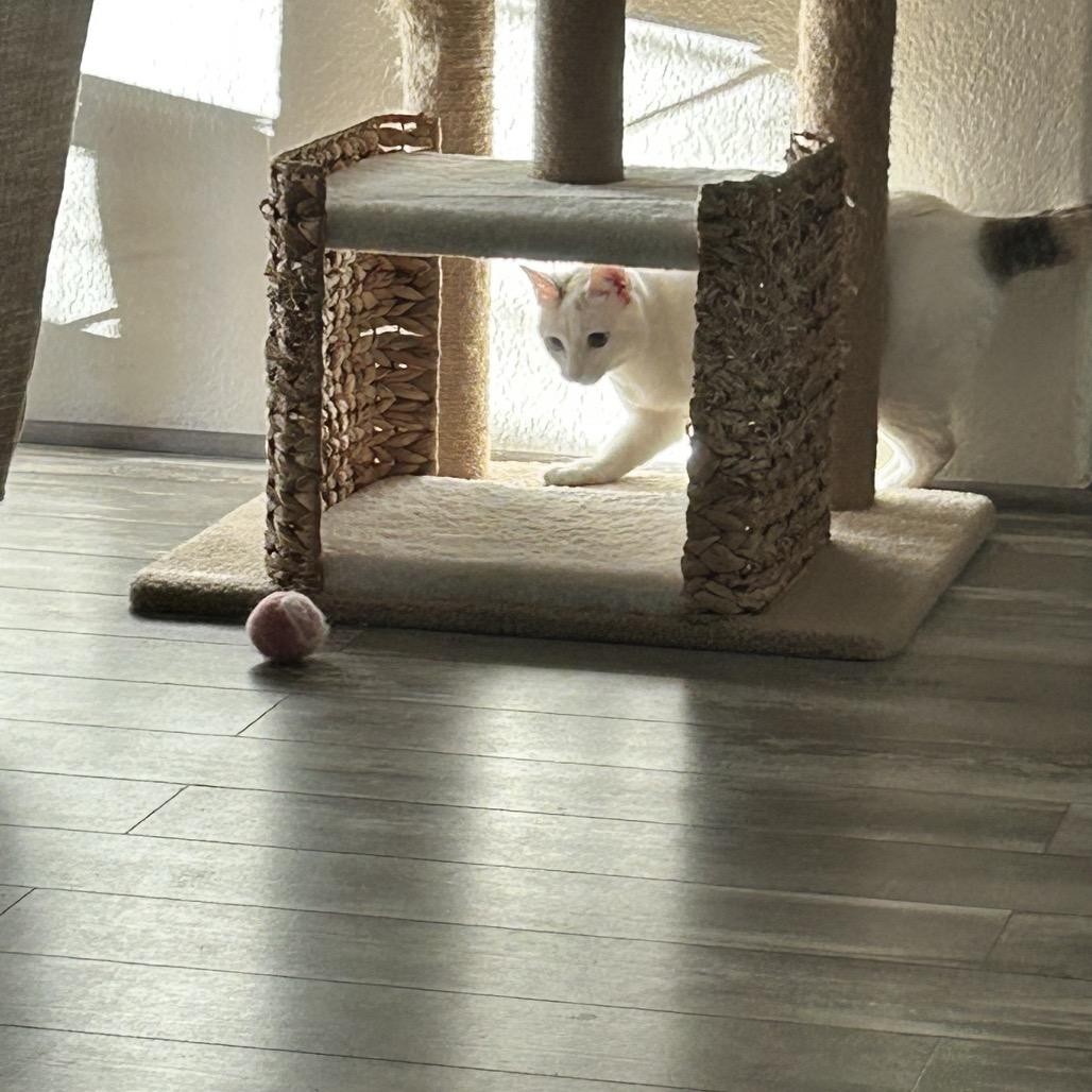 Fanny, a Adoptable Domestic Short Hair in Talent, OR image 6/6