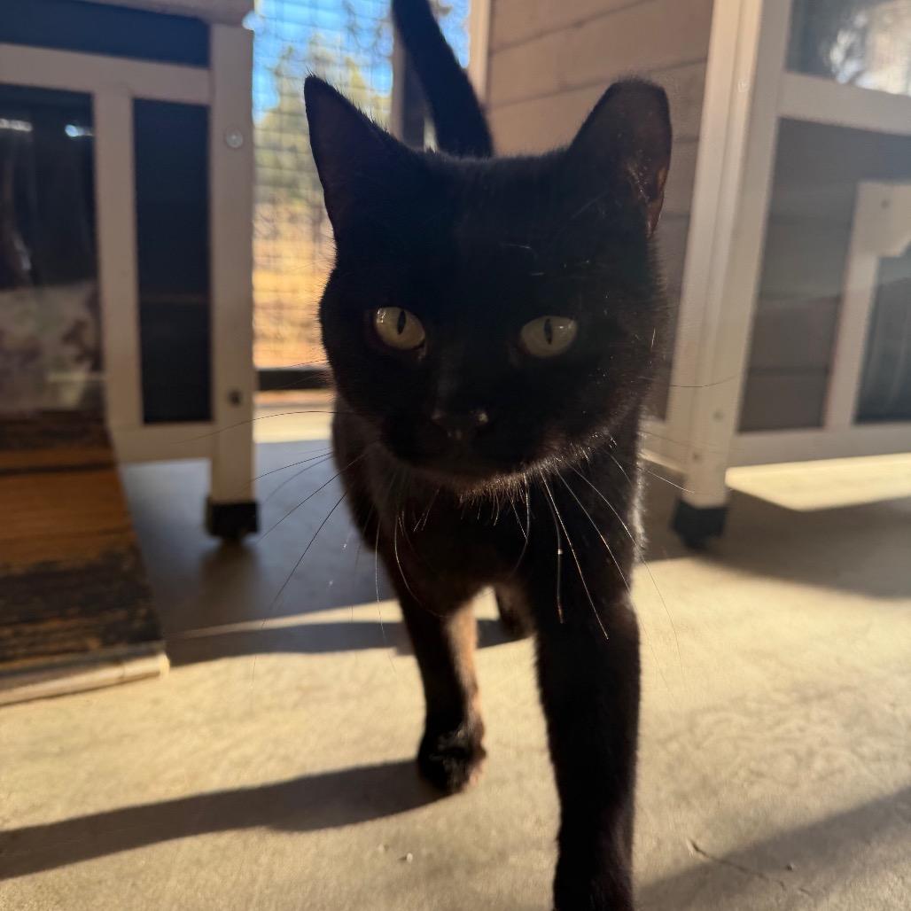 Zuli — thumbnail 2