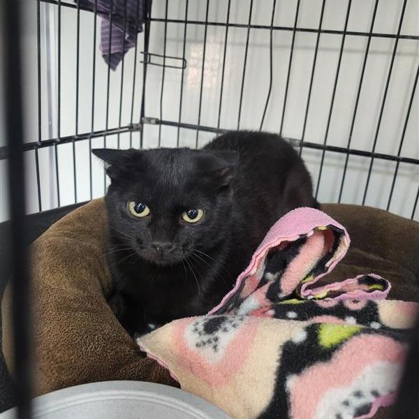 Zuli — thumbnail 4