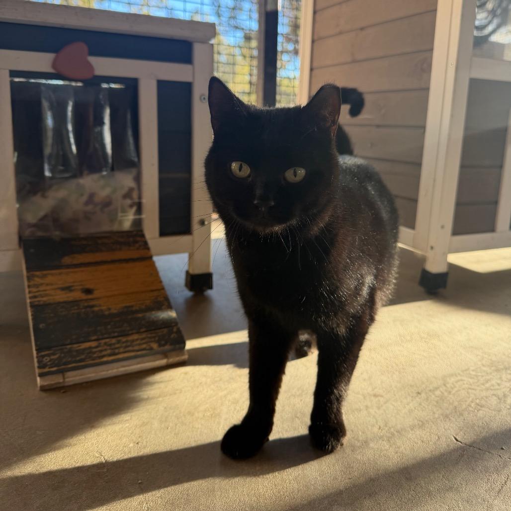 Zuli — thumbnail 5