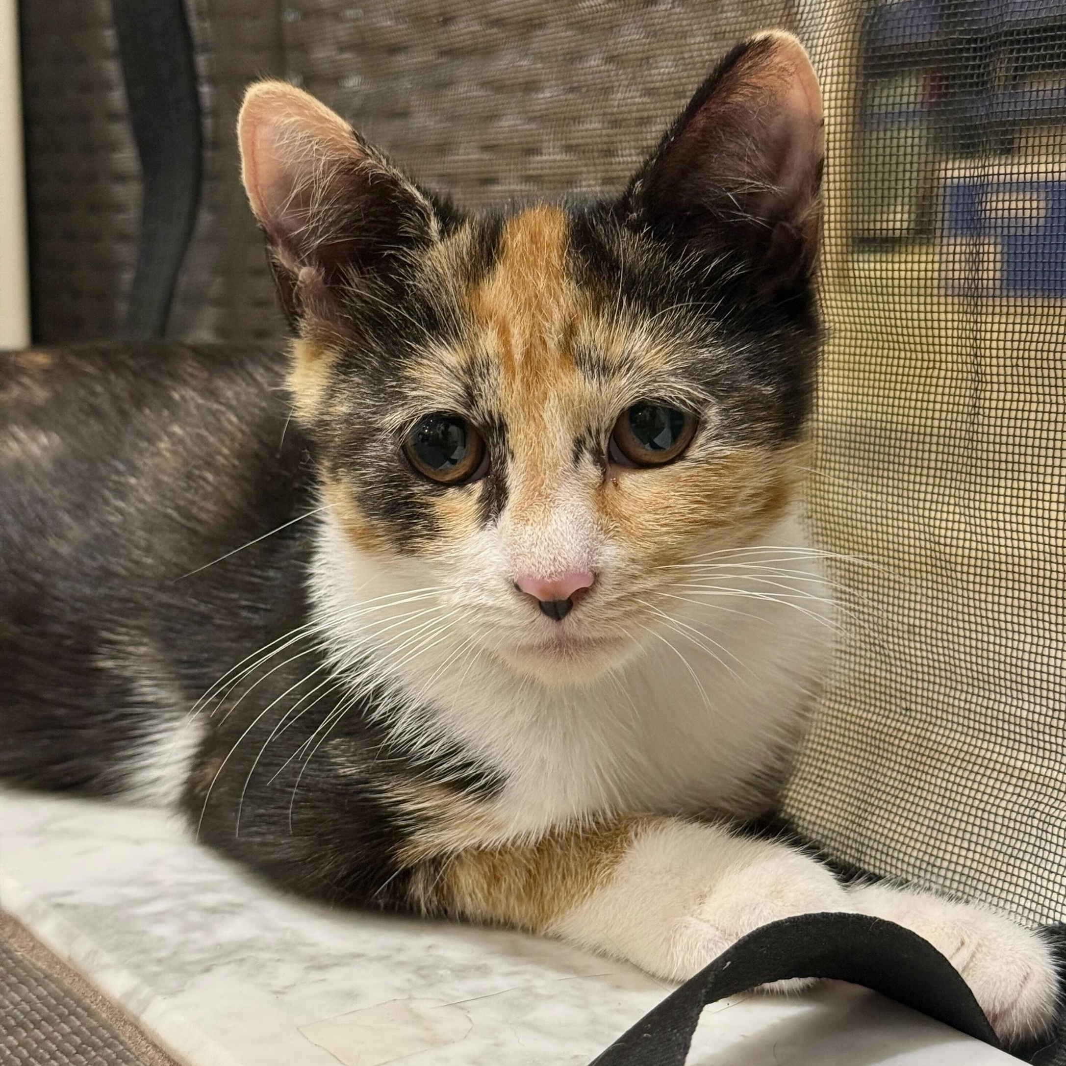 Cat Adoption Long Island Ny: Ultimate Guide to Finding Your Feline Friend