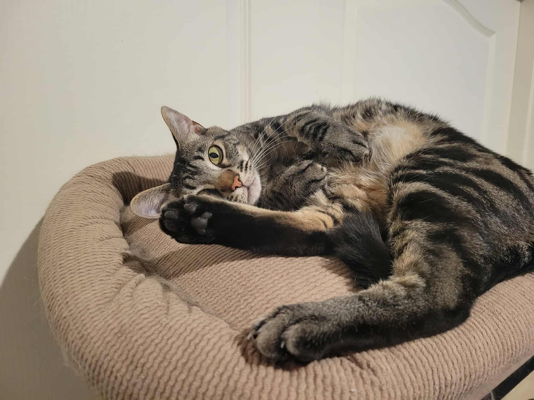 Motomoto, a Adoptable Tabby in Yuba City, CA image 3/3