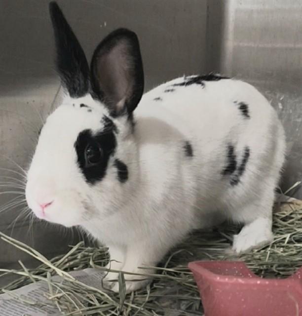Enlarge TIC TAC, a Adoptable Bunny Rabbit in Anchorage, AK image 1/1