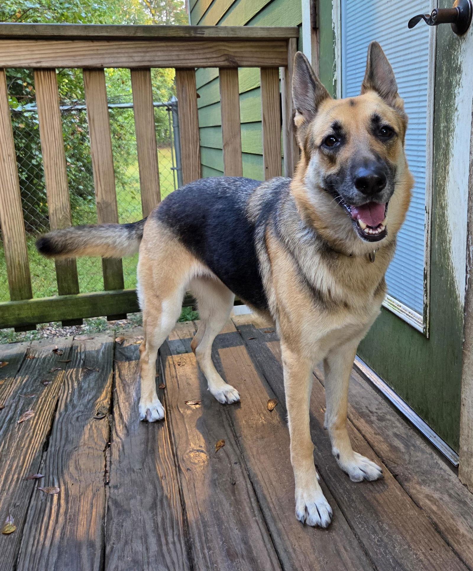 Samantha, a Adopted German Shepherd Dog in Magnolia Springs, AL image 1/3