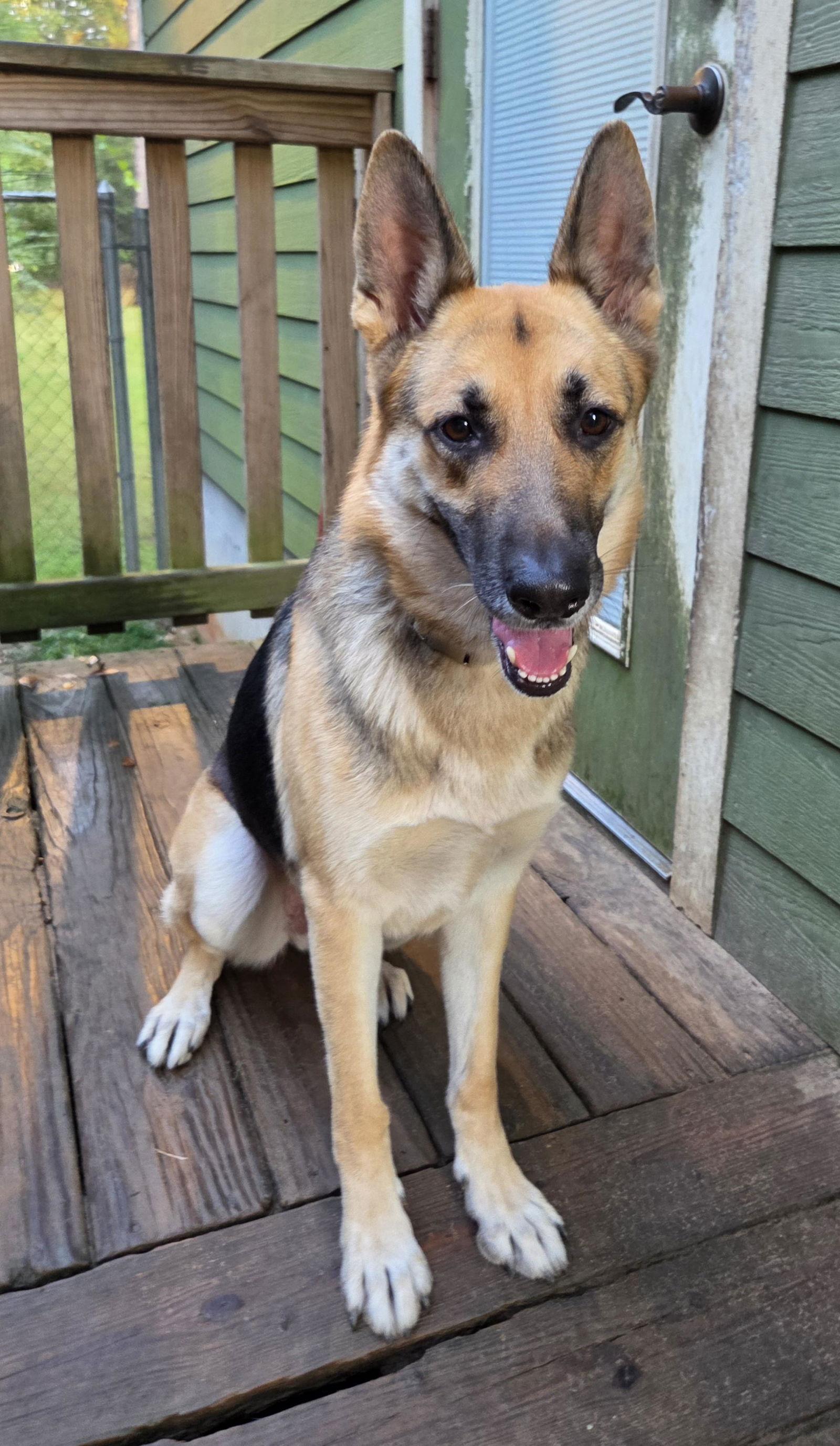 Samantha, a Adopted German Shepherd Dog in Magnolia Springs, AL image 2/3