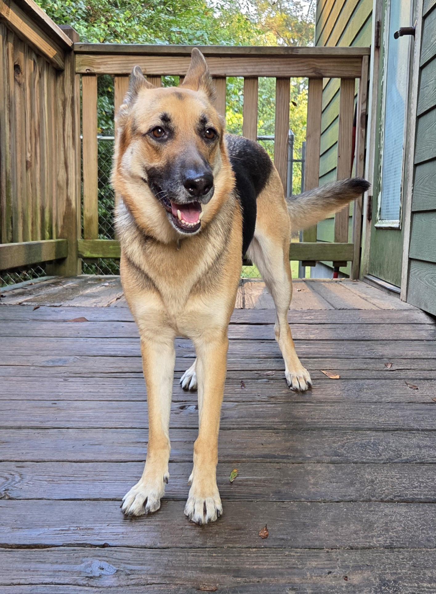 Samantha, a Adopted German Shepherd Dog in Magnolia Springs, AL image 3/3